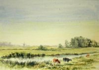 Holland cows